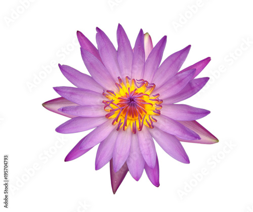 pink lotus isolated on white