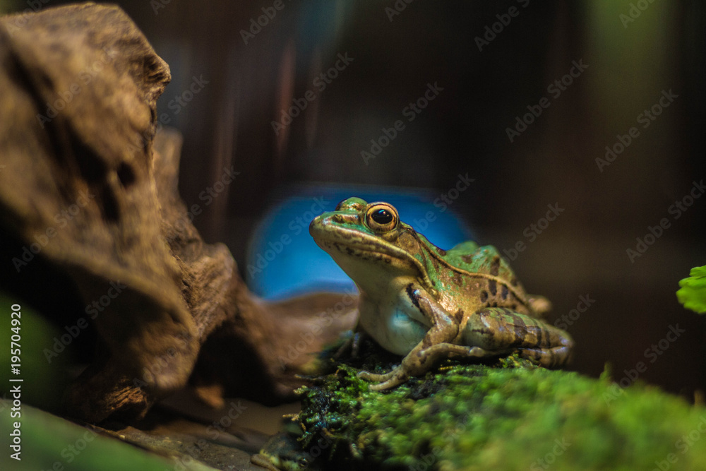 Fototapeta premium Froggy
