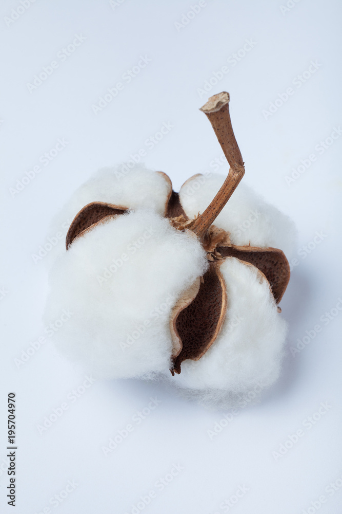 Organic cotton against white background. Close-up. Organic cotton against white background. Close-up.