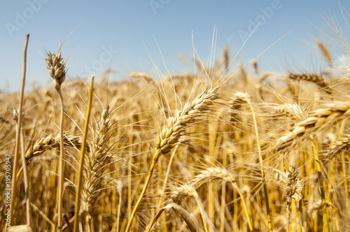 Wheat crops towards the sun