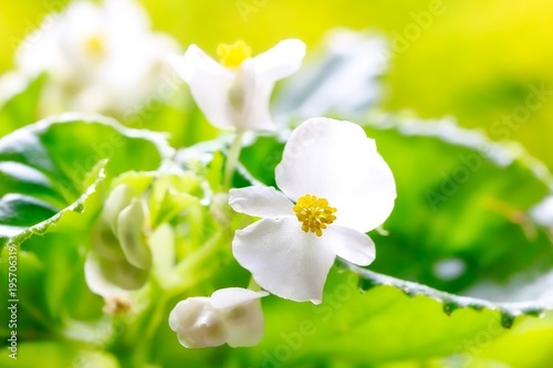 White Wax Begonia Semperflorens  photo