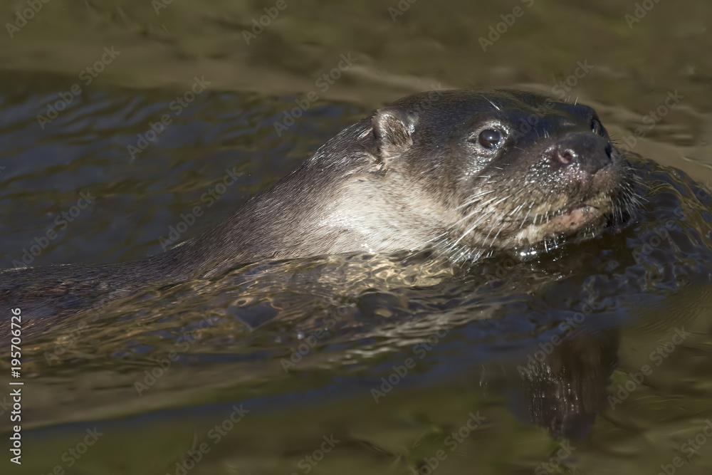 euroasian otter, Lutra lutra, swimming on river lossie, winter, moray, scotland, march. euroasian otter, Lutra lutra, swimming on river lossie, winter, moray, scotland, march.