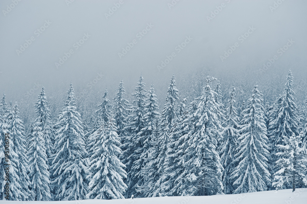 Pine trees covered by snow on mountain Chomiak. Beautiful winter landscapes of Carpathian mountains, Ukraine. Majestic frost nature.