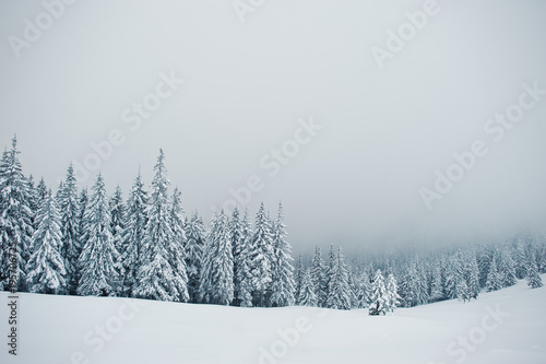 Pine trees covered by snow on mountain Chomiak. Beautiful winter landscapes of Carpathian mountains, Ukraine. Frost nature. © AS Photo Family