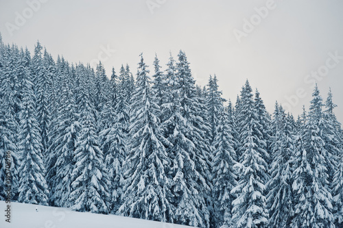 Pine trees covered by snow on mountain Chomiak. Beautiful winter landscapes of Carpathian mountains, Ukraine. Majestic frost nature.