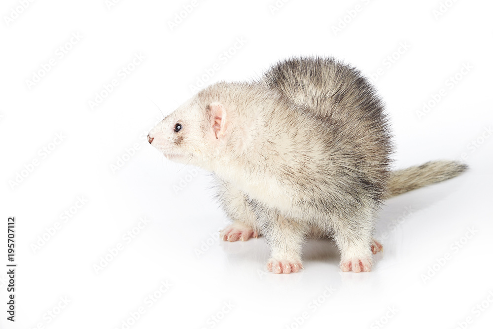 Silver ferret female on white background posing for portrait in studio Silver ferret female on white background posing for portrait in studio