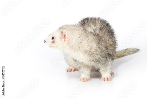 Silver ferret female on white background posing for portrait in studio