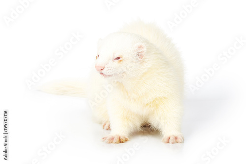 Albino ferret male on white background posing for portrait in studio