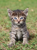 Cute little kitten posing for a portrait on the grass