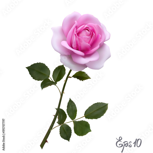 Beautiful pink rose Isolated on white background.