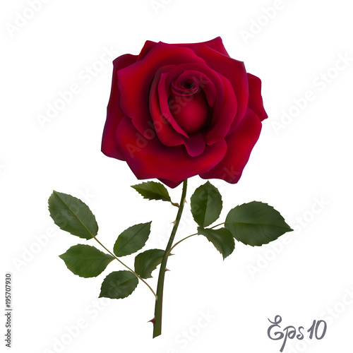 Beautiful red rose Isolated on white background.