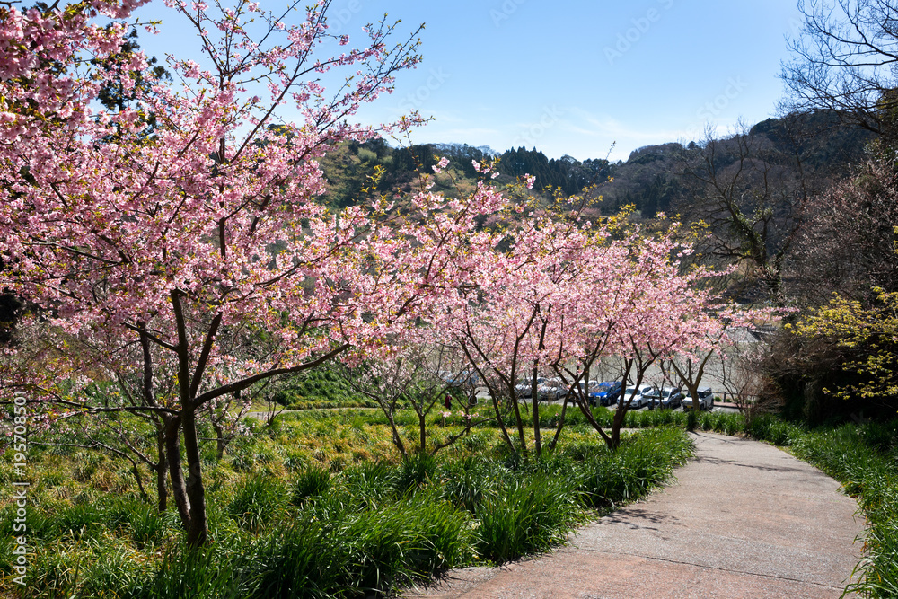 満開の河津桜