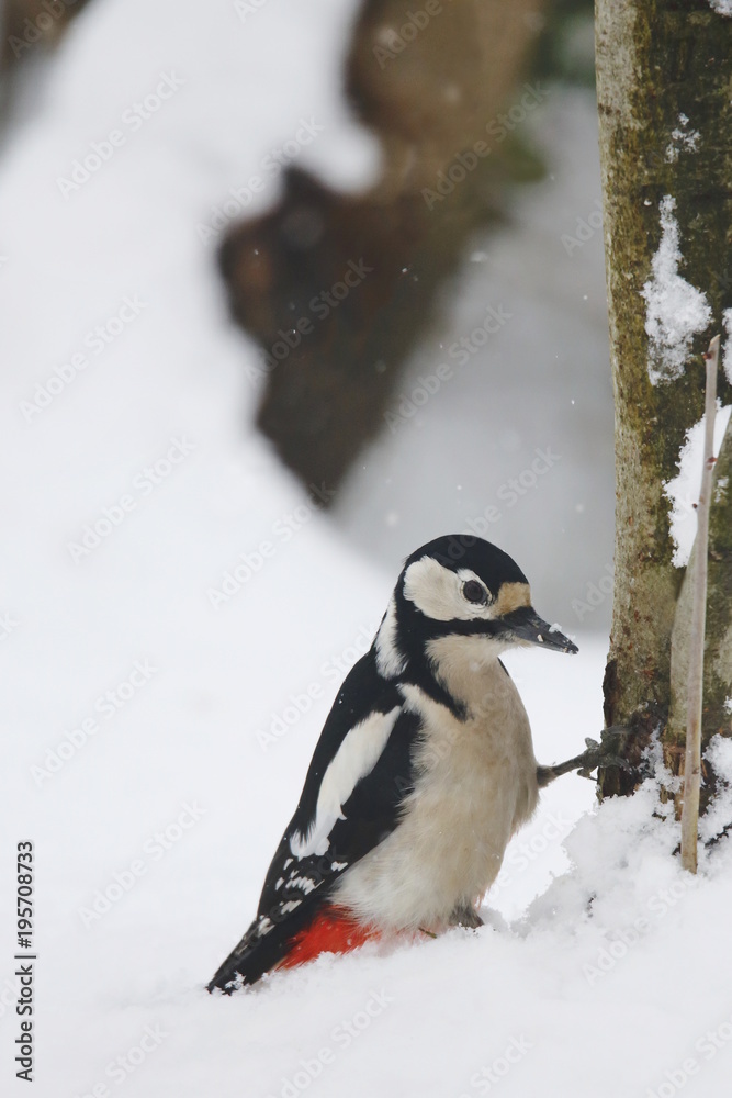 Fototapeta premium Picchio rosso maggiore femmina sotto nevicata (Dendrocopos major)