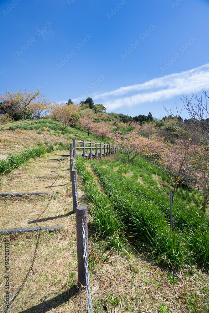 Naklejka premium 満開の河津桜
