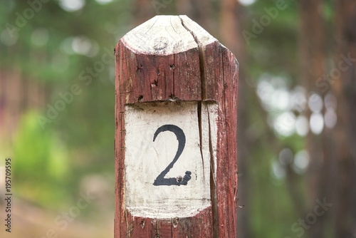 Column number two in the forest photo
