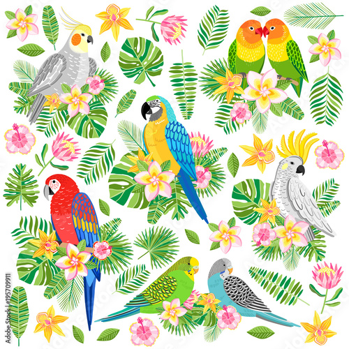 Vector parrot illustration. Tropical bird isolated