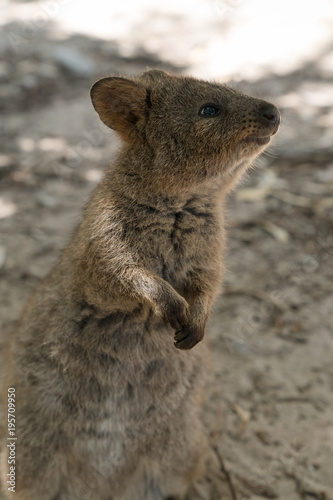 Foto Quokka, Setonix brachyurus, image was taken on Rottnest Island, Western Australi