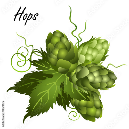 Hop seed cones (Humulus lupulus) on vine with leaves. Realistic vector illustration isolated on white background.