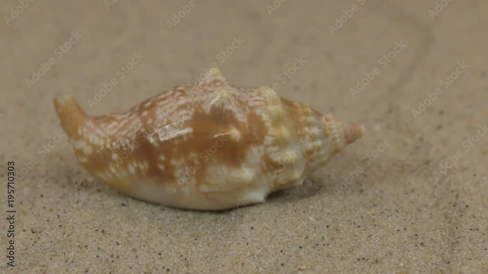 Close-up, the rotation of the sea shell lying on the sand dunes. Close-up, the rotation of the sea shell lying on the sand dunes.