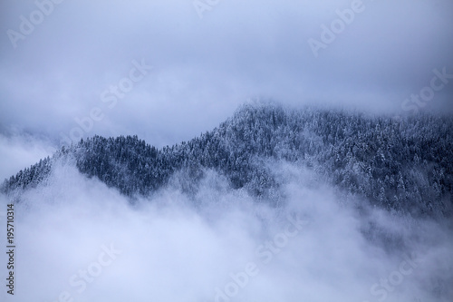 Snowy pine trees © erika8213