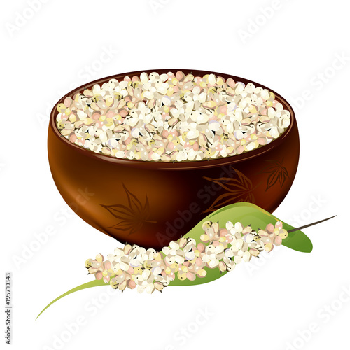 Sorghum (gaoliang, durra, milo, hegari, jowari, Sorghum bicolor). Hand drawn realistic vector illustration of white sorghum grains in ceramic bowl with panicle isolated on white background.