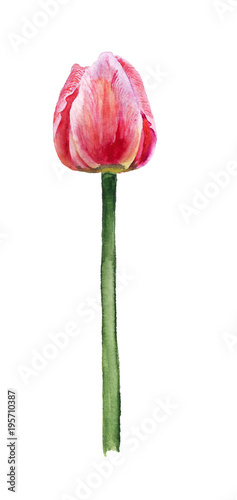 Watercolor pink tulip