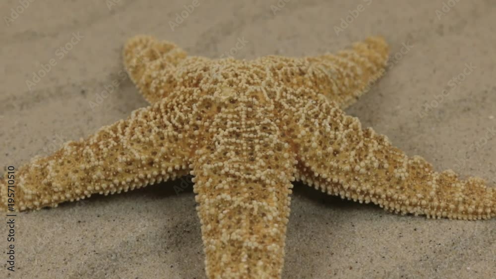 Close-up, the rotation of the starfish lying on the sand dunes. Close-up, the rotation of the starfish lying on the sand dunes.