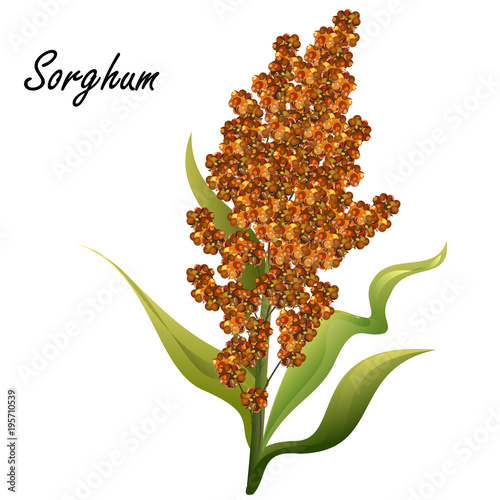 Sorghum (gaoliang, durra, milo, hegari, jowari, Sorghum bicolor). Hand drawn realistic vector illustration of green sorghum plant with brown seeds isolated on white background. photo