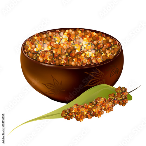 Sorghum (gaoliang, durra, milo, hegari, jowari, Sorghum bicolor). Hand drawn realistic vector illustration of brown sorghum grains in bowl with panicle isolated on white background.