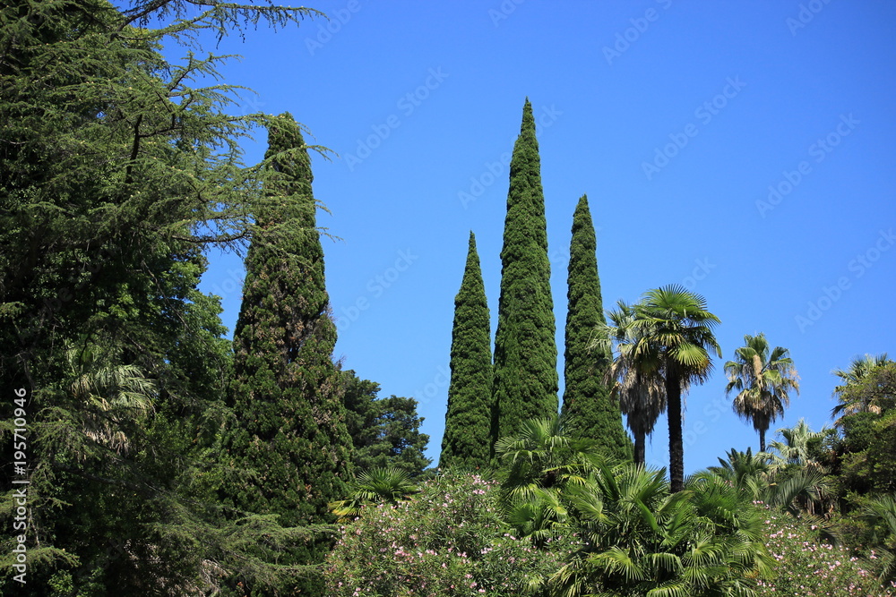 Fototapeta premium South park in summer