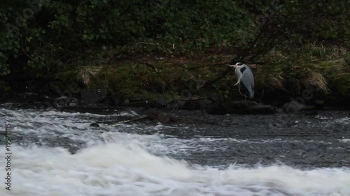 grey heron, ardea cinerea, standing searching for food by a waterfall on river lossie in elgin, moray, scotland photo