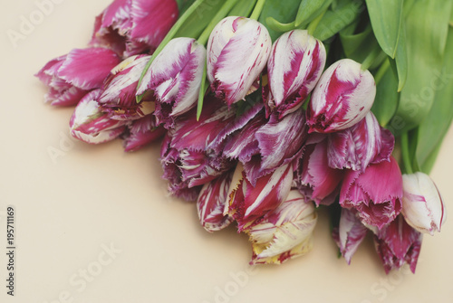 Pink Spring Tulip Flower Boquet Isoalted on Dark Background with Copy Paste. Fresh Beautiful Flowers photo