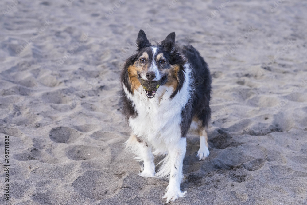 border collie dog play on the beach with a tennis ball