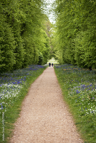 Tourists on footpath through vibrant bluebell forest landscape with wild garlic. © veneratio