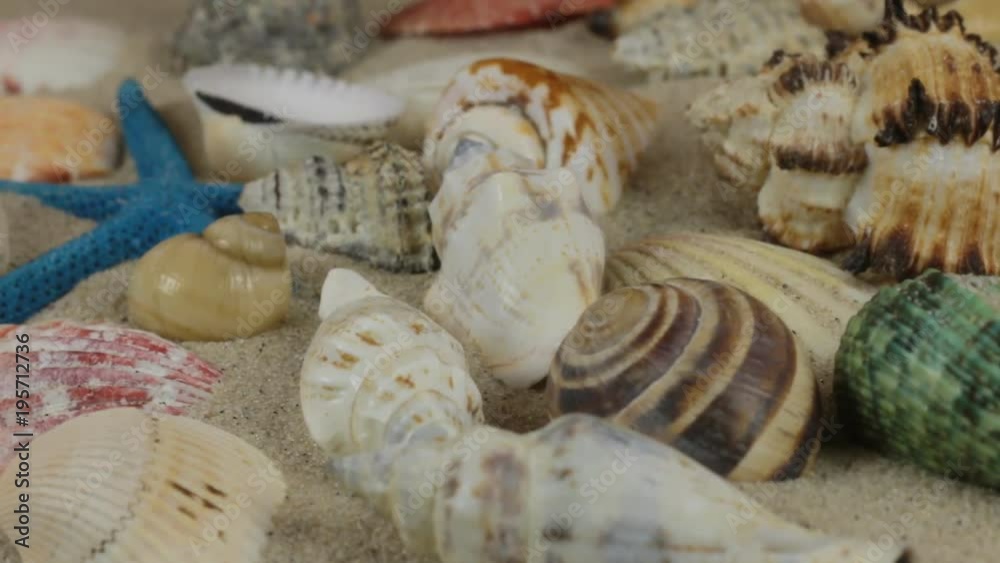 Rotations of sea shells and sea stars lying on the sand. Close-up. Rotations of sea shells and sea stars lying on the sand. Close-up.