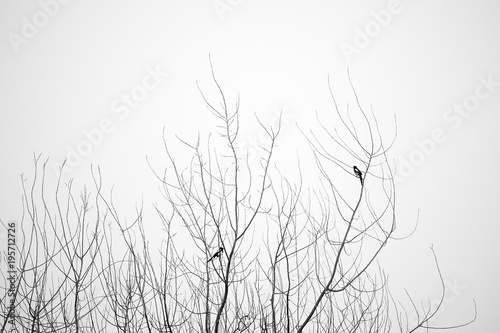 tree and birds