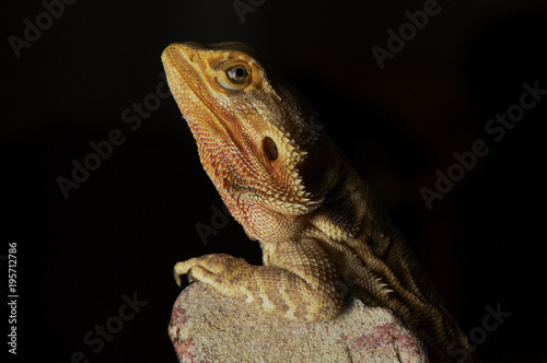 Bearded Dragon lizard perched on a rock, isolated on black backg