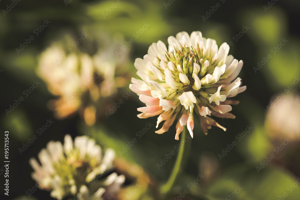 Wild flowers Wild flowers