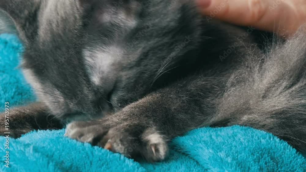 Beautiful gray cat lays on the lap of a woman who gently strokes him and he purrs and touches his paws Beautiful gray cat lays on the lap of a woman who gently strokes him and he purrs and touches his paws
