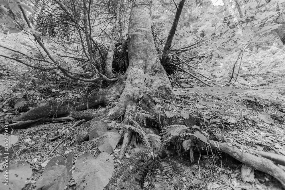 Fototapeta premium roots