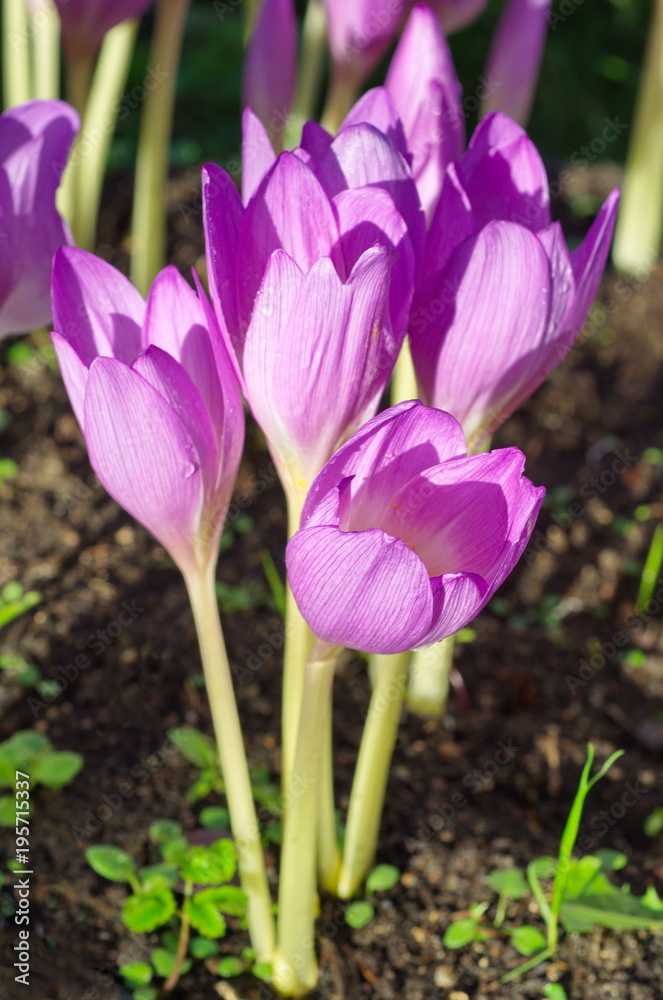 Violet colchicum flower blossoms in a garden Violet colchicum flower blossoms in a garden