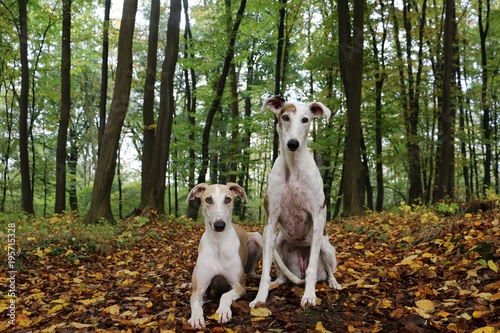 zwei hübsche windhunde im herbstwald