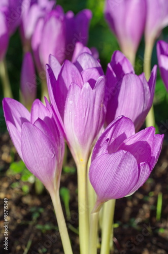 Beautiful blooming purple colchicum autumnale in garden