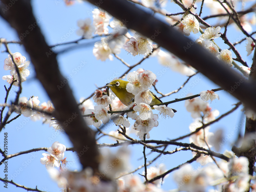 white-eyes sparrow in plum blossom / 白梅とメジロ white-eyes sparrow in plum blossom / 白梅とメジロ