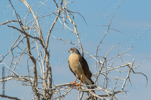Falke in Namibia  © Philipp