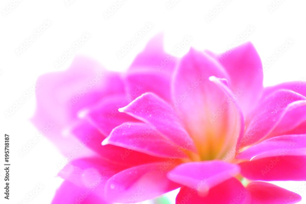 Illuminated fuhsia flower 1