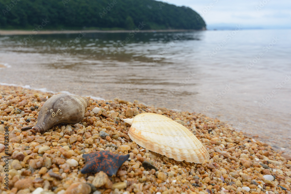 Starfish and shell on the seashore. Starfish and shell on the seashore.