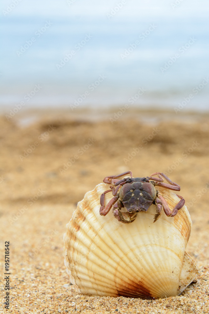 Crab on the shell. Seascape.
