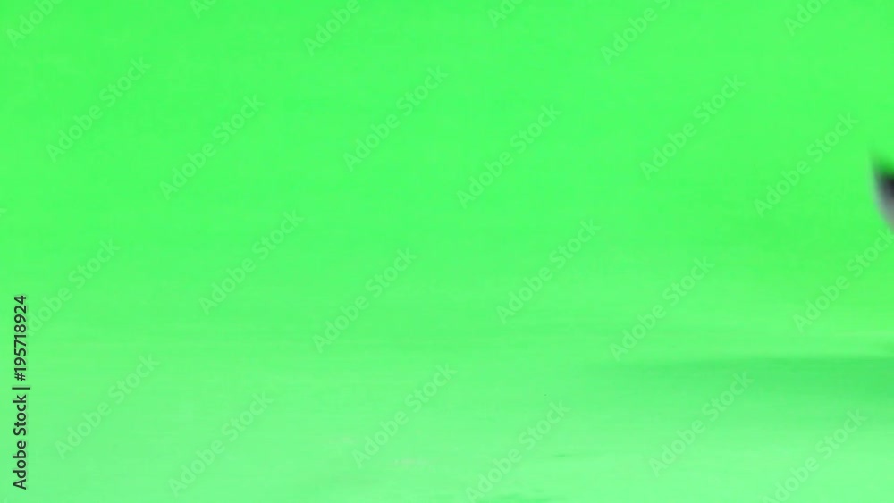 grey rabbit moves isolated on green screen(ten months old) studio shot grey rabbit moves isolated on green screen(ten months old) studio shot