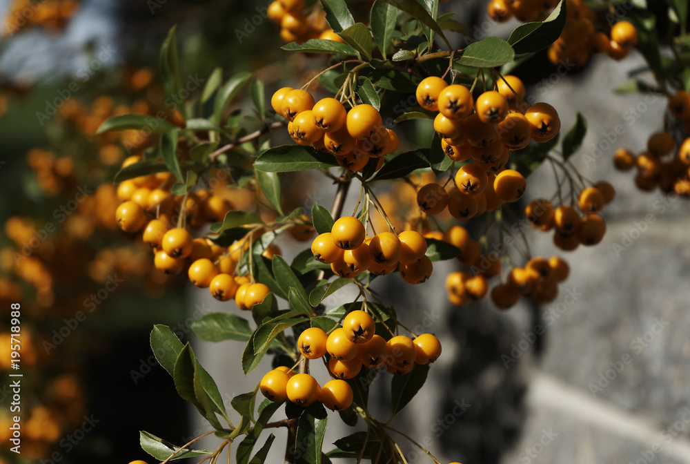 bush branch with yellow berries in the sun bush branch with yellow berries in the sun